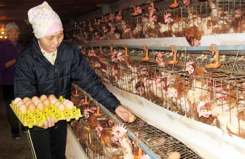 Công bố hết dịch cúm gia cầm H5N1