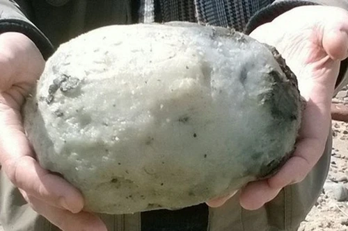 Đi bộ trên bờ biển, nhặt được cục "long diên hương" quý giá