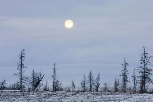 Bệnh than bùng phát tại Nga