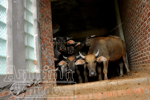 Chuyện lạ ở Hà Nội: Biệt thự thành nơi cho trâu bò nghỉ ngơi