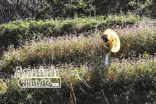 Cồn cào nỗi nhớ mang tên hoa tam giác mạch...