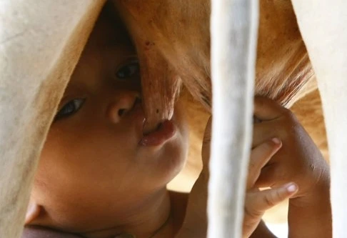 Bò cái "rủ lòng thương" cho bé trai... bú