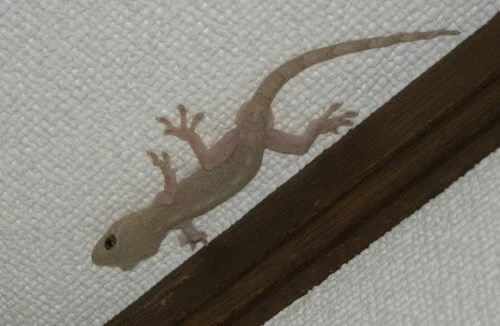 "Bức thư vô cùng linh nghiệm" lan truyền chóng mặt