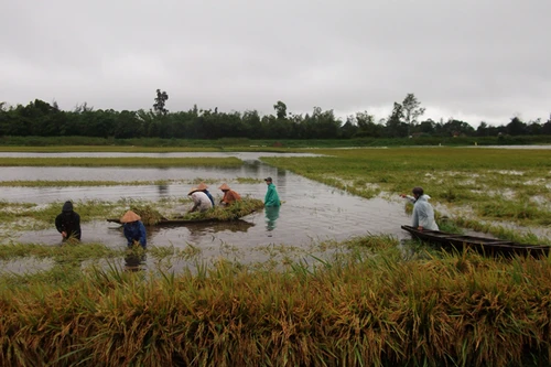 Chạy đua “cứu” lúa trong mưa lũ