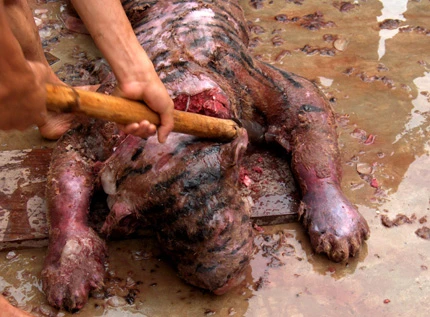 Rùng rợn cảnh "diệt hổ” bằng bộc phá giữa đại ngàn