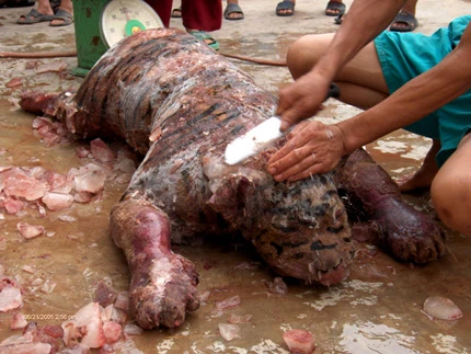 Hám tiền, "vua săn hổ" chết thảm dưới bàn chân voi