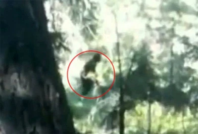 Bí ẩn kẻ sát nhân có biệt danh “người rừng” (2)