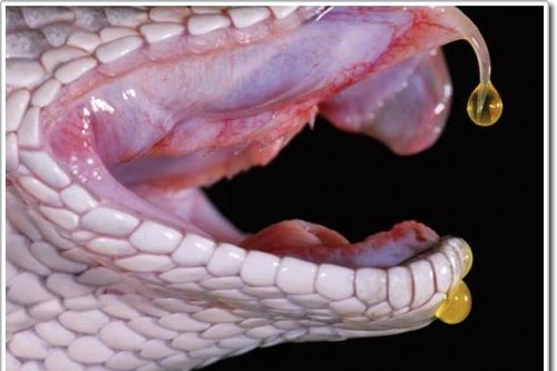 Tang tóc chồng chất vì bị "rắn thần" báo thù?