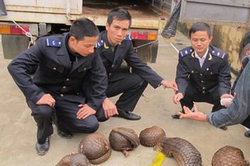 Buôn động vật hoang dã, “bỏ của chạy lấy người”
