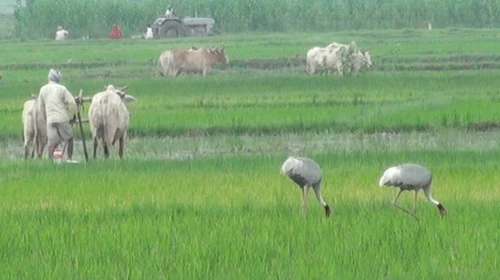 Xin đừng học theo hành vi man rợ