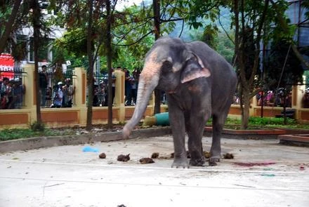 Voi đoàn xiếc quật chết học sinh ở Lào Cai