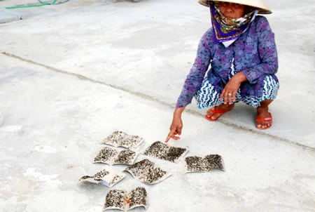 Ruồi tấn công 300 hộ dân chung cư