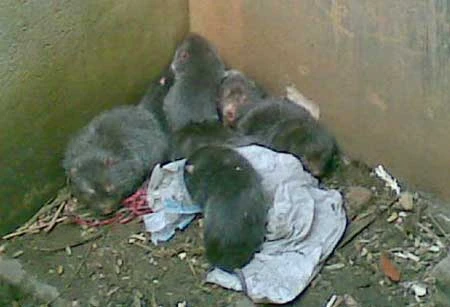 Sởn da gà với tiết canh... dúi