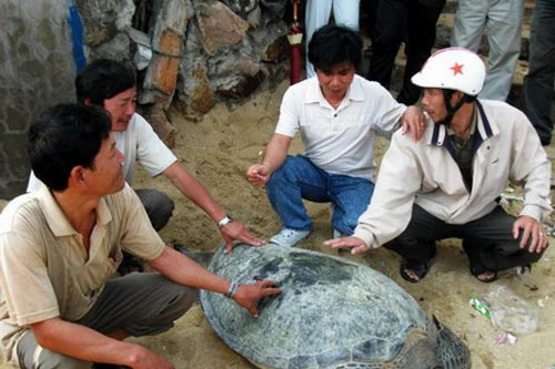 Nghênh đón những "sứ giả đại dương"