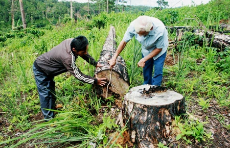 Rừng tạm giao bị đốn hạ không thương tiếc