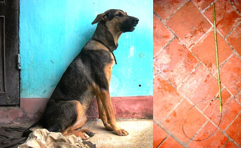 Một đêm thu nhập 10 triệu đồng nhờ... trộm chó!