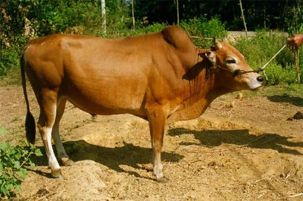 Trộm bò của nhà thông gia