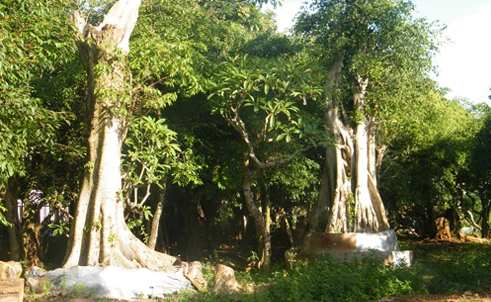 Rừng khóc than vì thú chơi "hàng độc"