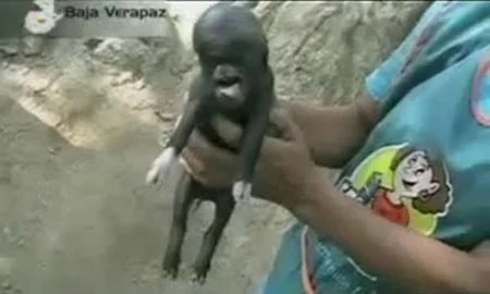 Kinh sợ nhìn chú lợn... mặt người