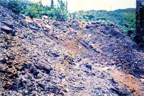 Tội ác từ những “kho báu” giữa đại ngàn