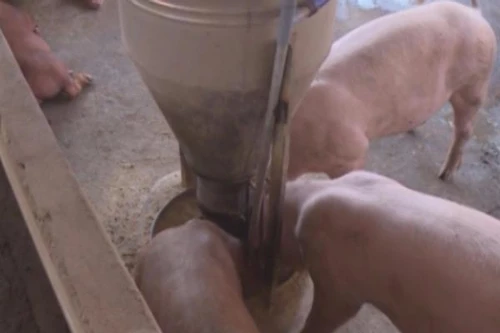 Hiệu quả thật của máy khử độc thực phẩm