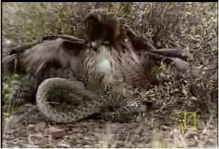 Rắn đuôi chuông chết thảm dưới vuốt chim ưng