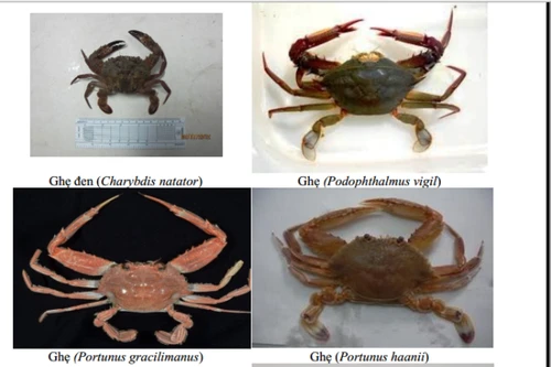 Hậu sự cố Formosa: 154 loại hải sản ở 4 tỉnh miền Trung chưa nên ăn