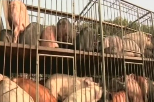 Hé lộ nguyên nhân vụ gần 20 nghìn con lợn chết trôi sông Hoàng Phố