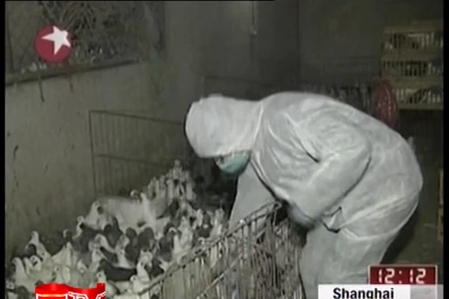 Trung Quốc phát hiện virus cúm H7N9 ở chim bồ câu hoang dã