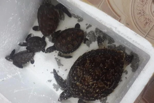 Bắt giữ đối tượng vi phạm quy định bảo vệ động vật hoang dã quý hiếm