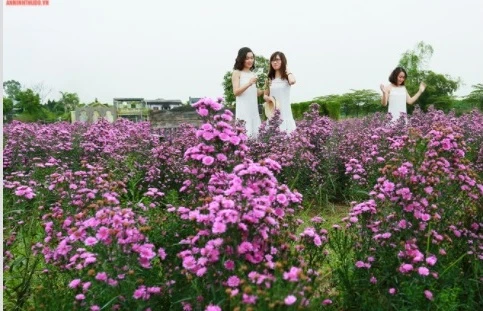 Cánh đồng thạch thảo tím đốn tim giới trẻ Hà Nội