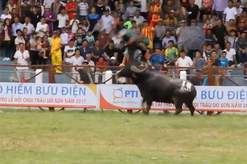 Khi tử thần mang tên trâu chọi