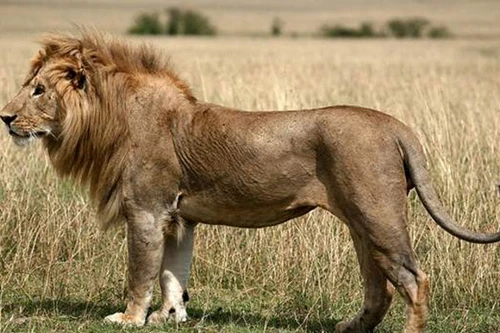 Án chung thân dành cho… sư tử