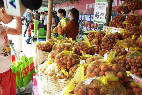 Người Hà Nội được ăn vải thiều "tiêu chuẩn Mỹ"