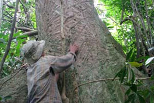 Bí ẩn mũi tên độc