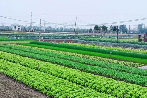 Kiến nghị giảm 30% tiền thuê đất năm 2024