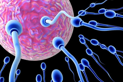 Ăn gì để “tinh binh” khỏe?