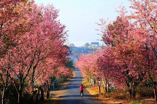 Lần đầu tiên tổ chức Lễ hội mai anh đào tại "thành phố tình yêu"