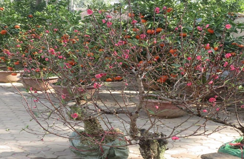 Đào khoe sắc trên các con phố