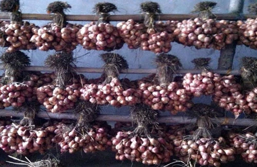 Hành mất giá, nông dân khóc ròng