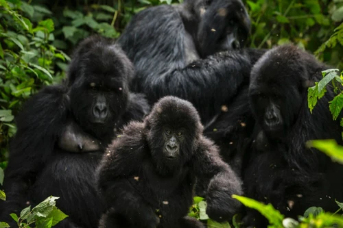 Các dự án điện - niềm hy vọng sống của loài Gorilla ở Virunga