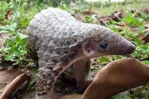 Buôn bán tê tê, nữ chủ hàng cùng tài xế đều phải lĩnh án