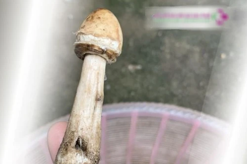 Ba mẹ con cùng nhập viện sau khi hái nấm trong vườn nhà xào ăn