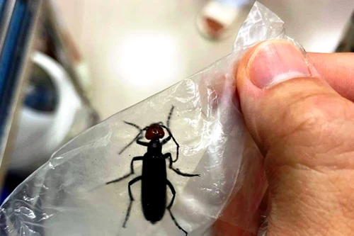 Rán sâu ban miêu để ăn, người đàn ông nhập viện cấp cứu