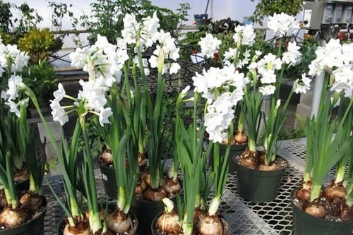 Hái lá hoa thủy tiên để nấu cháo vì nhầm với lá hẹ, hai trẻ ăn xong bị ngộ độc