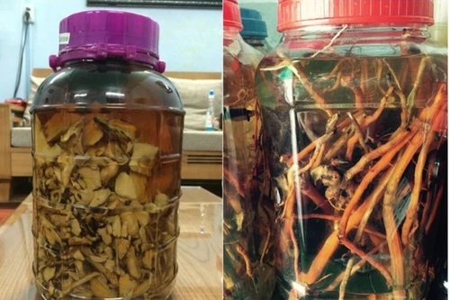 Một người tử vong, bốn người nhập viện do uống rượu ngâm rễ cây lạ