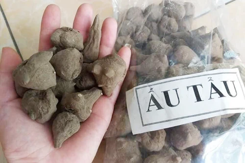 Hai người trong một gia đình ở Hà Nội nhập viện vì uống rượu ngâm củ ấu tẩu