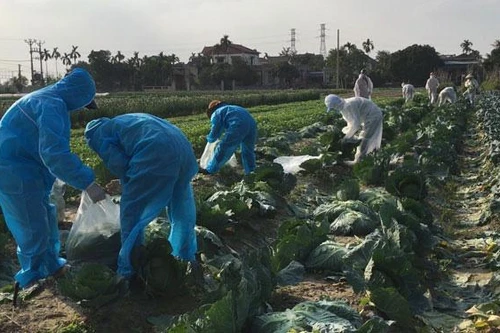 Chuyên gia: Chưa có thông tin về khả năng SARS-CoV-2 lây lan qua thực phẩm tươi