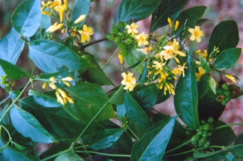 Ăn nhầm lá ngón, bệnh nhân 49 tuổi may mắn được cứu sống kịp thời