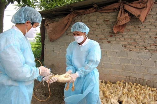 Đề phòng dịch bệnh cúm gia cầm lây lan dịp Tết, tiềm ẩn nguy cơ lây nhiễm sang người